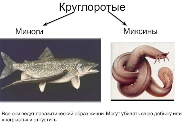 Круглоротые Миноги Миксины Все они ведут паразитический образ жизни. Могут убивать