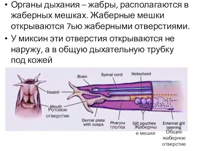 Органы дыхания – жабры, располагаются в жаберных мешках. Жаберные мешки открываются