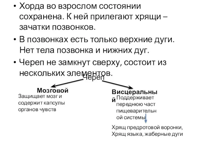 Хорда во взрослом состоянии сохранена. К ней прилегают хрящи – зачатки