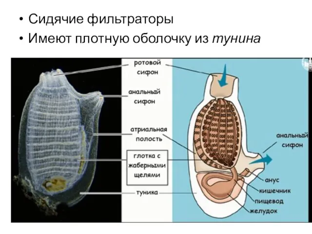 Сидячие фильтраторы Имеют плотную оболочку из тунина