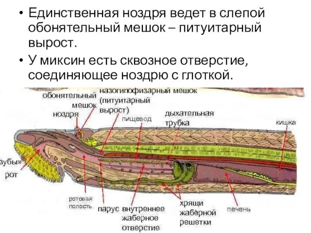 Единственная ноздря ведет в слепой обонятельный мешок – питуитарный вырост. У