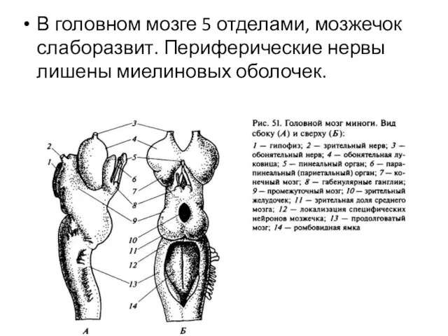 В головном мозге 5 отделами, мозжечок слаборазвит. Периферические нервы лишены миелиновых оболочек.