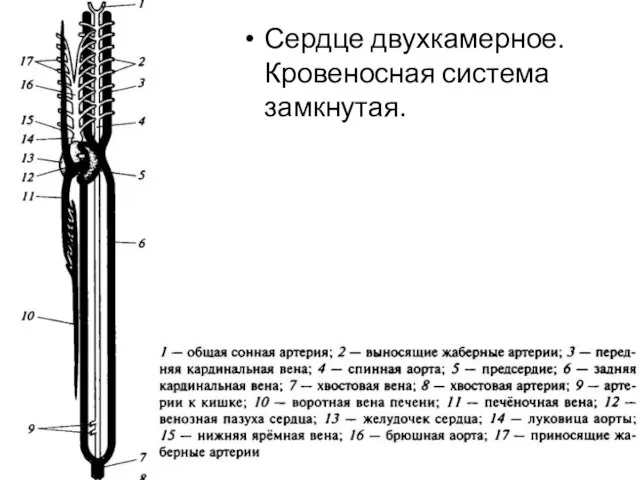 Сердце двухкамерное. Кровеносная система замкнутая.