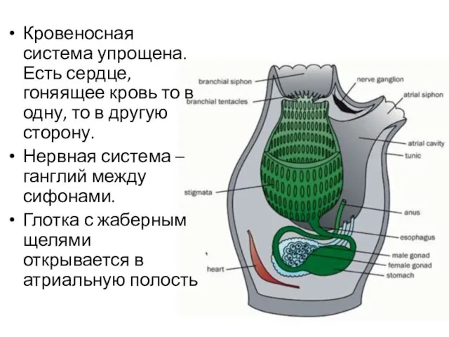 Кровеносная система упрощена. Есть сердце, гоняящее кровь то в одну, то