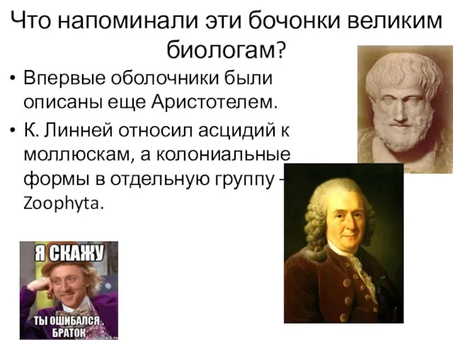 Что напоминали эти бочонки великим биологам? Впервые оболочники были описаны еще