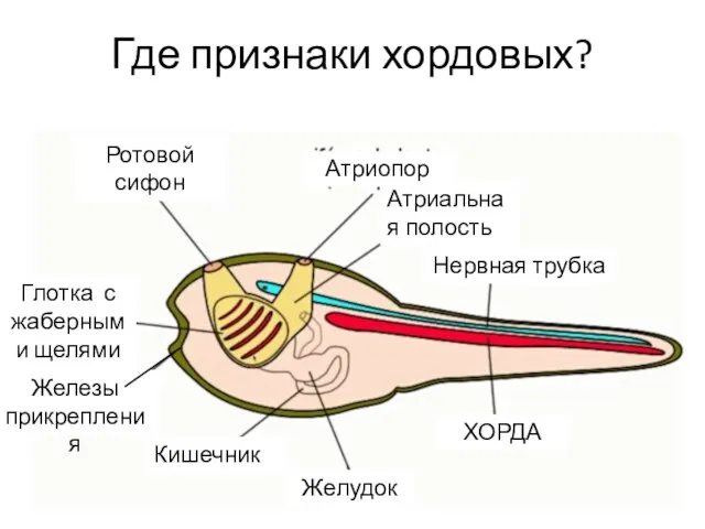 Где признаки хордовых?