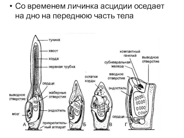 Со временем личинка асцидии оседает на дно на переднюю часть тела