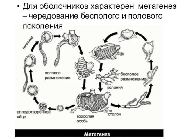 Для оболочников характерен метагенез – чередование бесполого и полового поколения