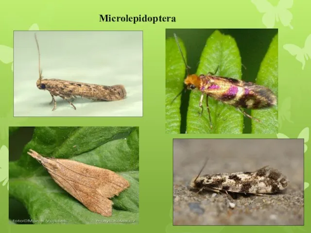 Microlepidoptera