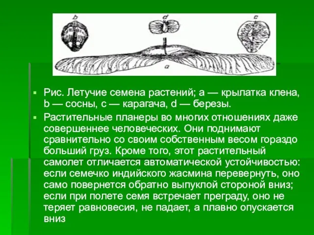 Рис. Летучие семена растений; a — крылатка клена, b — сосны,