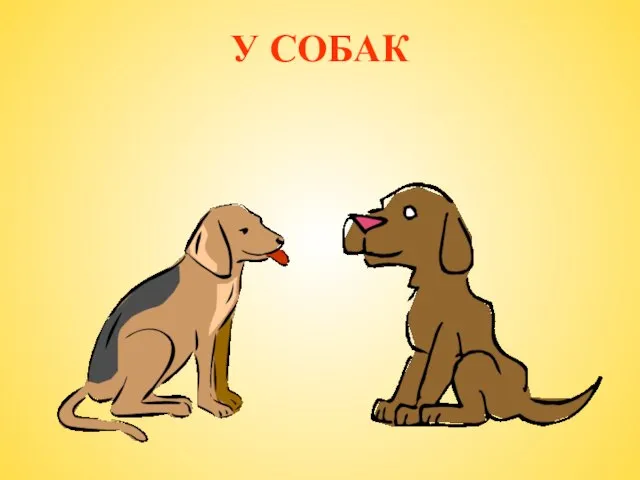 У СОБАК