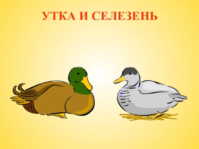 УТКА И СЕЛЕЗЕНЬ