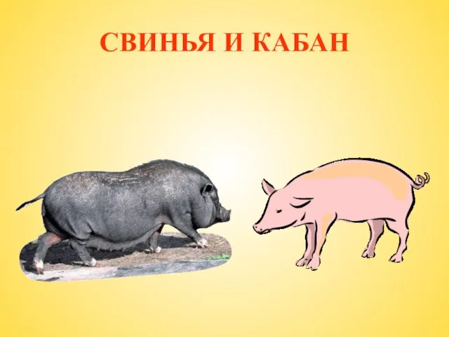 СВИНЬЯ И КАБАН