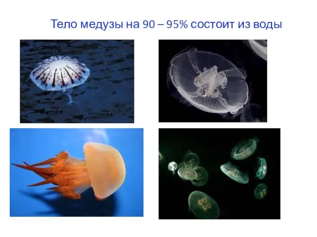 Тело медузы на 90 – 95% состоит из воды