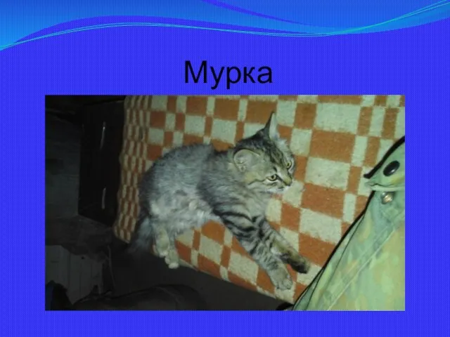 Мурка