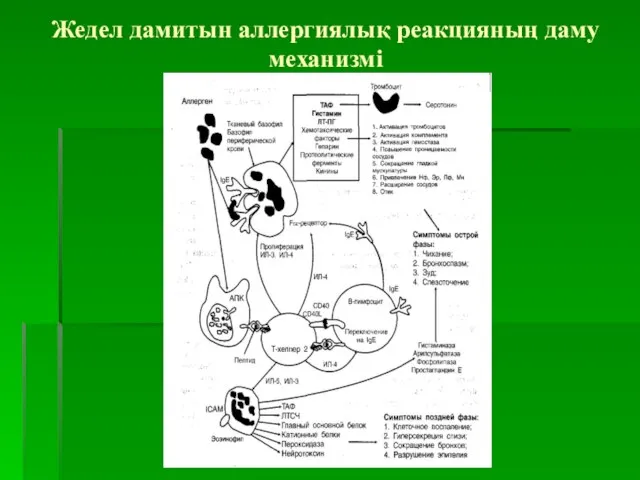 Жедел дамитын аллергиялық реакцияның даму механизмі