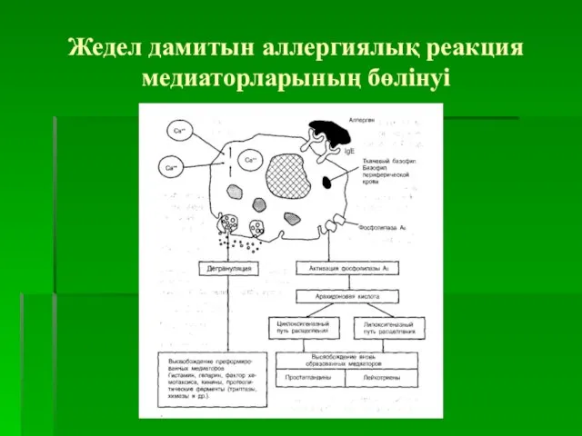 Жедел дамитын аллергиялық реакция медиаторларының бөлінуі