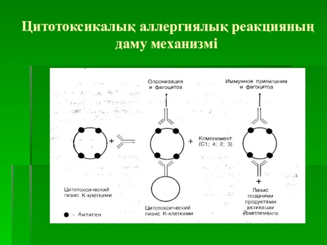 Цитотоксикалық аллергиялық реакцияның даму механизмі