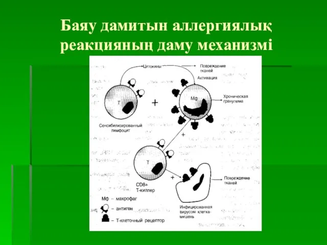 Баяу дамитын аллергиялық реакцияның даму механизмі