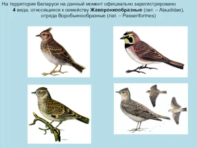 На территории Беларуси на данный момент официально зарегистрировано 4 вида, относящихся