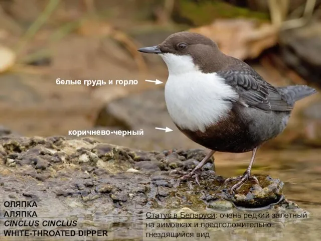 ОЛЯПКА АЛЯПКА CINCLUS CINCLUS WHITE-THROATED DIPPER Статус в Беларуси: очень редкий