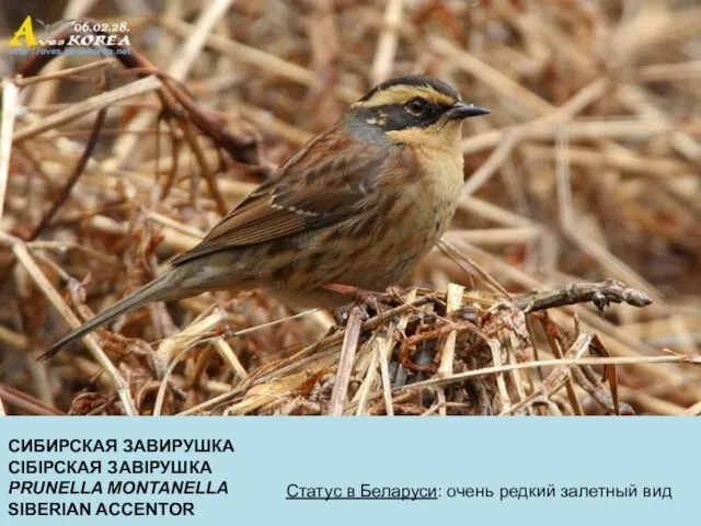 СИБИРСКАЯ ЗАВИРУШКА СІБІРСКАЯ ЗАВІРУШКА PRUNELLA MONTANELLA SIBERIAN ACCENTOR Статус в Беларуси: очень редкий залетный вид