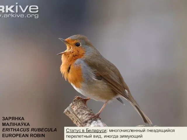 ЗАРЯНКА МАЛIНАЎКА ERITHACUS RUBECULA EUROPEAN ROBIN Статус в Беларуси: многочисленный гнездящийся перелетный вид, иногда зимующий