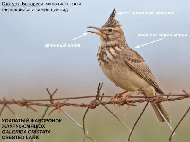 Статус в Беларуси: малочисленный гнездящийся и зимующий вид ХОХЛАТЫЙ ЖАВОРОНОК ЖАЎРУК-СМЯЦЮХ