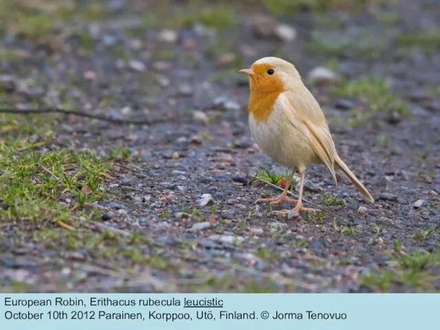 European Robin, Erithacus rubecula leucistic October 10th 2012 Parainen, Korppoo, Utö, Finland. © Jorma Tenovuo