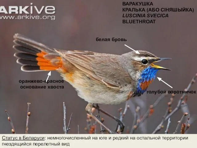 ВАРАКУШКА КРАЛЬКА (АБО СIНЯШЫЙКА) LUSCINIA SVECICA BLUETHROAT Статус в Беларуси: немногочисленный