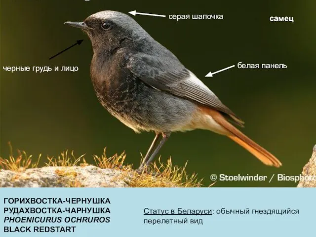 ГОРИХВОСТКА-ЧЕРНУШКА РУДАХВОСТКА-ЧАРНУШКА PHOENICURUS OCHRUROS BLACK REDSTART Статус в Беларуси: обычный гнездящийся