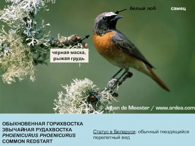 ОБЫКНОВЕННАЯ ГОРИХВОСТКА ЗВЫЧАЙНАЯ РУДАХВОСТКА PHOENICURUS PHOENICURUS COMMON REDSTART Статус в Беларуси: