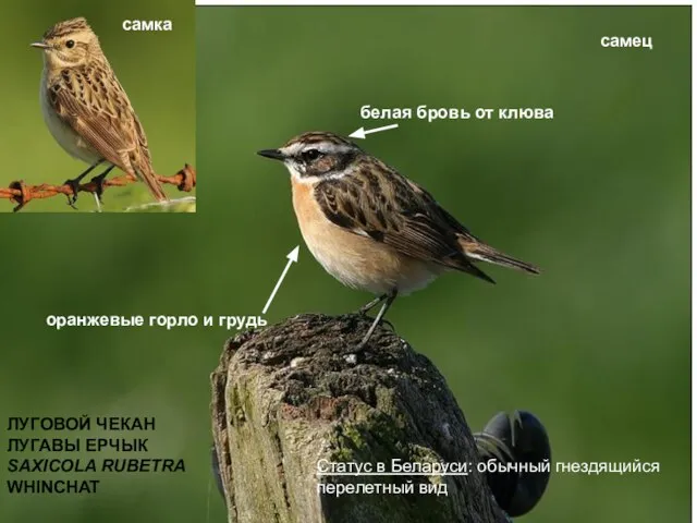 ЛУГОВОЙ ЧЕКАН ЛУГАВЫ ЕРЧЫК SAXICOLA RUBETRA WHINCHAT Статус в Беларуси: обычный