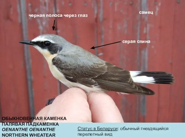 ОБЫКНОВЕННАЯ КАМЕНКА ПАЛЯВАЯ ПАДКАМЕНКА OENANTHE OENANTHE NORTHERN WHEATEAR Статус в Беларуси: