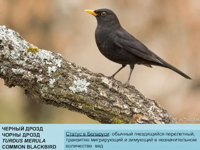 ЧЕРНЫЙ ДРОЗД ЧОРНЫ ДРОЗД TURDUS MERULA COMMON BLACKBIRD Статус в Беларуси: