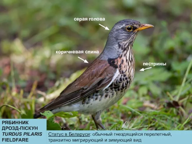 РЯБИННИК ДРОЗД-ПIСКУН TURDUS PILARIS FIELDFARE серая голова коричневая спина пестрины Статус