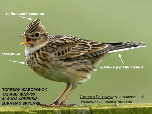 ПОЛЕВОЙ ЖАВОРОНОК ПАЛЯВЫ ЖАЎРУК ALAUDA ARVENSIS EURASIAN SKYLARK Статус в Беларуси: