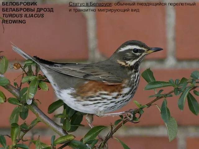 БЕЛОБРОВИК БЕЛАБРОВЫ ДРОЗД TURDUS ILIACUS REDWING Статус в Беларуси: обычный гнездящийся перелетный и транзитно мигрирующий вид