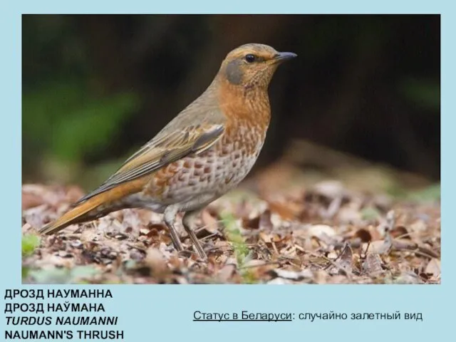 ДРОЗД НАУМАННА ДРОЗД НАЎМАНА TURDUS NAUMANNI NAUMANN'S THRUSH Статус в Беларуси: случайно залетный вид