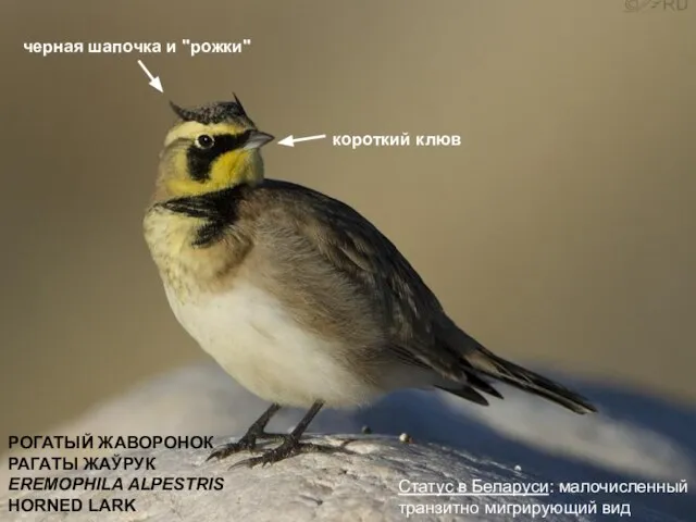 РОГАТЫЙ ЖАВОРОНОК РАГАТЫ ЖАЎРУК EREMOPHILA ALPESTRIS HORNED LARK Статус в Беларуси: