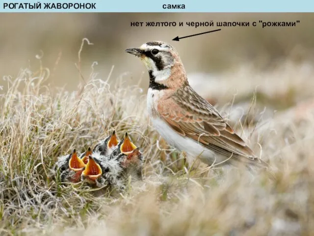 РОГАТЫЙ ЖАВОРОНОК самка нет желтого и черной шапочки с "рожками"