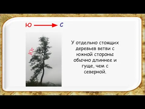 У отдельно стоящих деревьев ветви с южной стороны обычно длиннее и