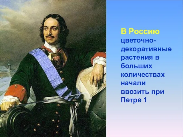 В Россию цветочно-декоративные растения в больших количествах начали ввозить при Петре 1