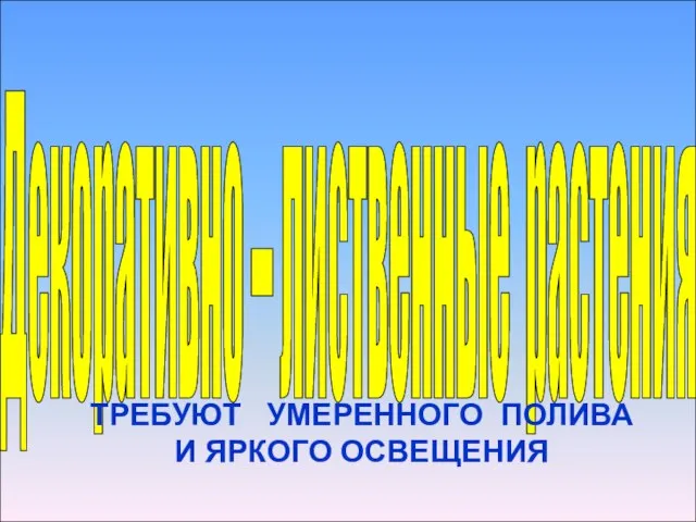 Декоративно – лиственные растения ТРЕБУЮТ УМЕРЕННОГО ПОЛИВА И ЯРКОГО ОСВЕЩЕНИЯ