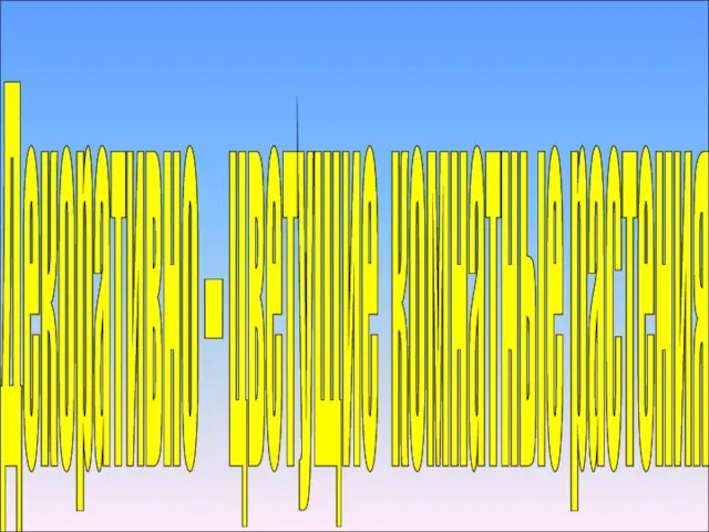 Декоративно – цветущие комнатные растения