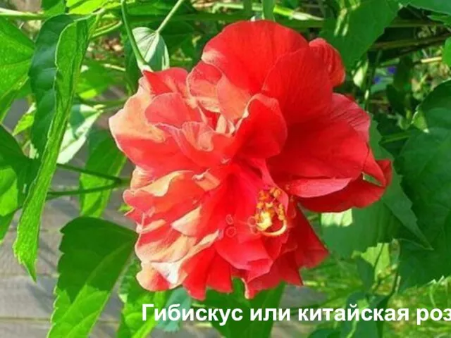 Гибискус или китайская роза