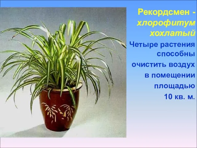 Рекордсмен - хлорофитум хохлатый Четыре растения способны очистить воздух в помещении площадью 10 кв. м.