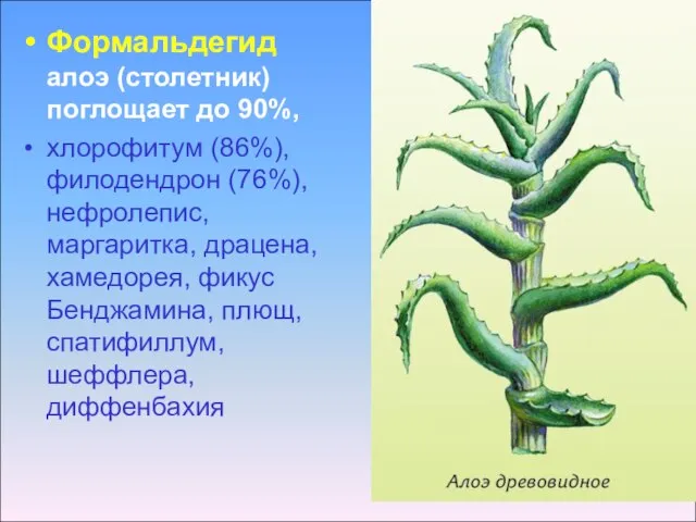 Формальдегид алоэ (столетник) поглощает до 90%, хлорофитум (86%), филодендрон (76%), нефролепис,