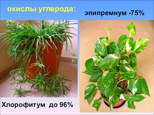 окислы углерода: Хлорофитум до 96% эпипремнум -75%