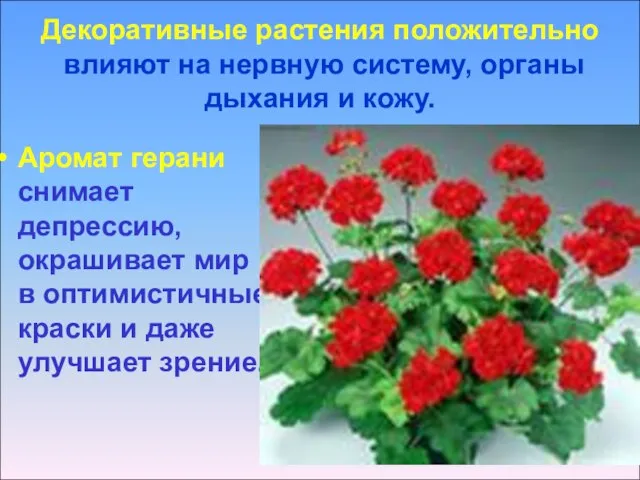 Декоративные растения положительно влияют на нервную систему, органы дыхания и кожу.